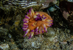 Anthostella stephensoni