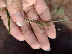 Eragrostis tenuifolia