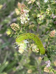 Capusa cuculloides