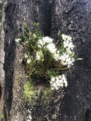 Dendrobium falcorostrum