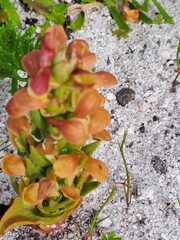 Disa pygmaea