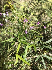 Glycine clandestina