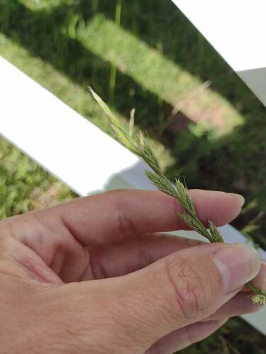 Lolium perenne observed 2022-10-28
