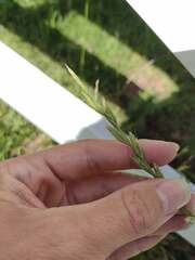 Lolium multiflorum