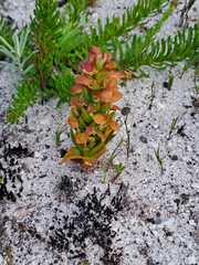 Disa pygmaea