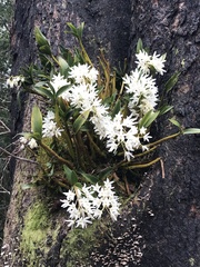 Dendrobium falcorostrum