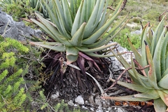 Aloe succotrina