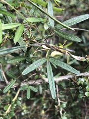Glycine clandestina