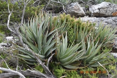 Aloe succotrina