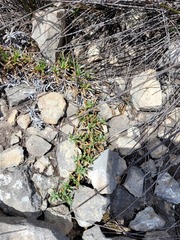 Delosperma litorale