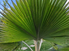 Hemisphaerota palmarum