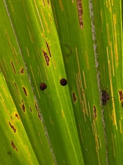 Hemisphaerota palmarum