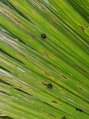 Hemisphaerota palmarum