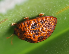 Hemisphaerota palmarum