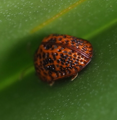 Hemisphaerota palmarum