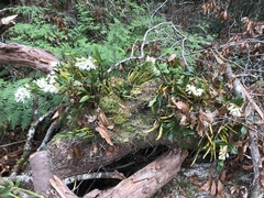 Dendrobium falcorostrum