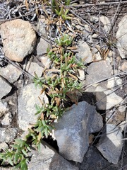 Delosperma litorale