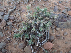 Trichodiadema emarginatum