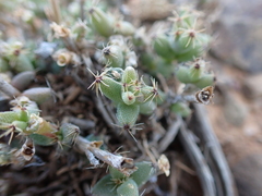 Trichodiadema emarginatum