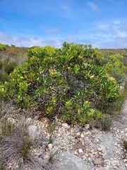 Protea obtusifolia