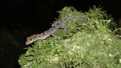 Cyrtodactylus