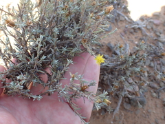 Oedera humilis