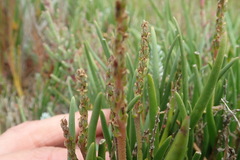 Plantago carnosa