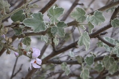 Malacothamnus davidsonii