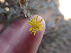 Oedera humilis