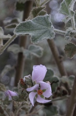 Malacothamnus davidsonii