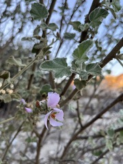 Malacothamnus davidsonii