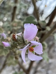 Malacothamnus davidsonii