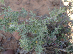 Ocimum burchellianum