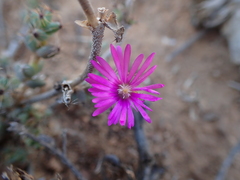 Trichodiadema emarginatum