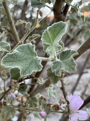 Malacothamnus davidsonii