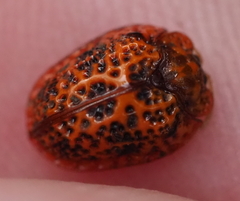 Hemisphaerota palmarum