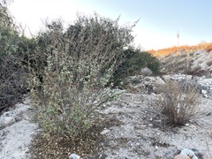 Malacothamnus davidsonii
