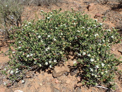 Ruschia uitenhagensis