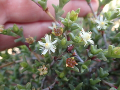 Ruschia uitenhagensis