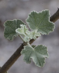 Malacothamnus davidsonii