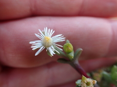 Ruschia uitenhagensis