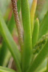 Plantago carnosa