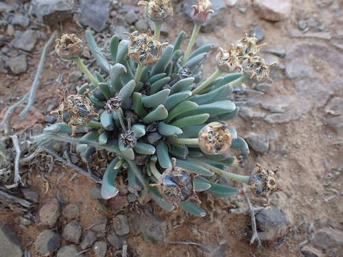 Hereroa calycina L.Bolus 4