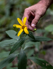 Helianthus eggertii