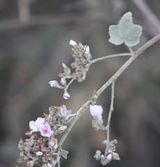 Malacothamnus davidsonii