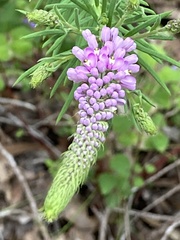 Comesperma