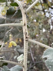 Malacothamnus davidsonii