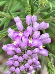 Comesperma