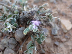 Polygala asbestina