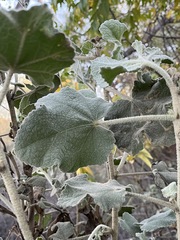 Malacothamnus davidsonii